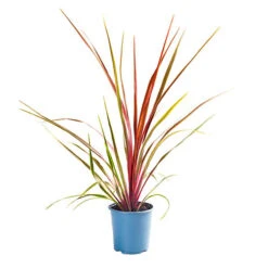 Cordyline Australis 'Can Can' -You Garden 680263 2