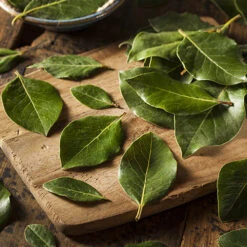 Bay Tree Bush -You Garden 680266 2