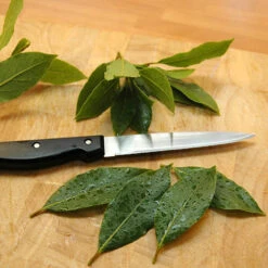 Bay Tree Bush -You Garden 680266 3