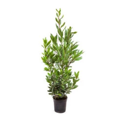 Bay Tree Bush -You Garden 680266 4