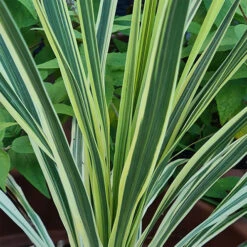 Cordyline Passion 9cm X2 -You Garden 680279 2