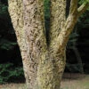 Quercus Suber (Cork Oak) 80-90cm 3L