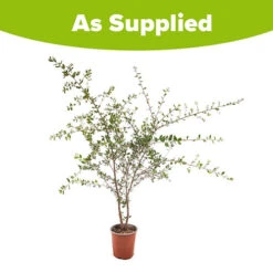 Quercus Suber (Cork Oak) 80-90cm 3L 5 Quercus Suber (Cork Oak) 80-90cm 3L -You Garden 680281 2