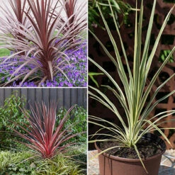 Cordyline Evergreen Collection