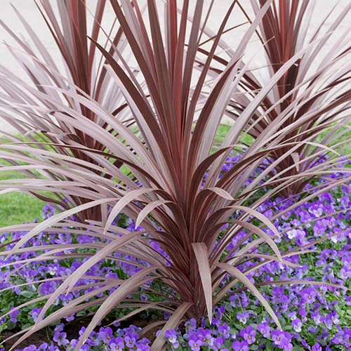 Cordyline Evergreen Collection 2 Cordyline Evergreen Collection - Image 2