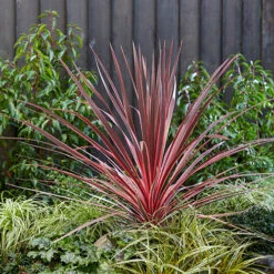 Cordyline Evergreen Collection 6 Cordyline Evergreen Collection -You Garden 680290 2