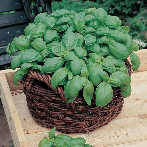 Herb Seed Collection 2 Herb Seed Collection - Image 2