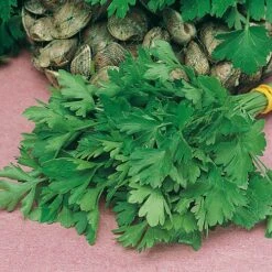 Herb Seed Collection 8 Herb Seed Collection -You Garden 700052 3