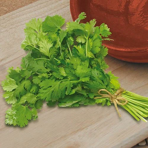 Herb Seed Collection 5 Herb Seed Collection - Image 5