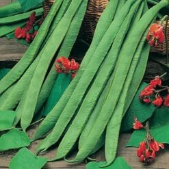 Bean Seed Collection 7 Bean Seed Collection -You Garden 700053 2