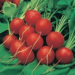 Salad Seed Collection -You Garden 700054 2