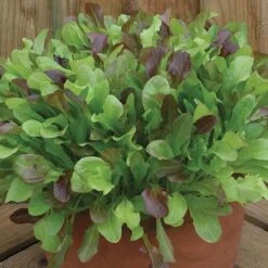 Salad Seed Collection -You Garden 700054 3