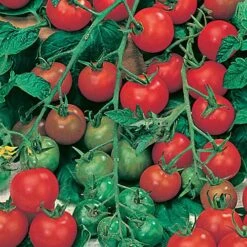 Salad Seed Collection -You Garden 700054 4