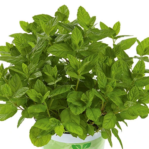 Herb Collection 3 Herb Collection - Image 3