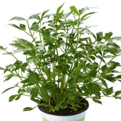 Herb Collection 11 Herb Collection -You Garden 750060 4