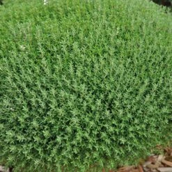 Herb Collection 12 Herb Collection -You Garden 750060 5