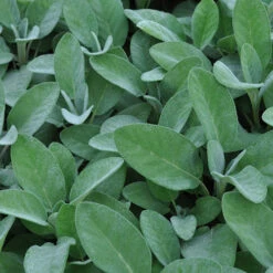 Herb Collection 13 Herb Collection -You Garden 750060 6