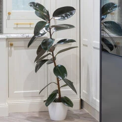 Rubber Plant Ficus Elastica 'Robusta' -You Garden 800105 2