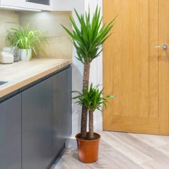 Yucca 2 Stem 45/20cm In 17cm Pot 70cm Tall 6 Yucca 2 Stem 45/20cm In 17cm Pot 70cm Tall -You Garden 800106 2
