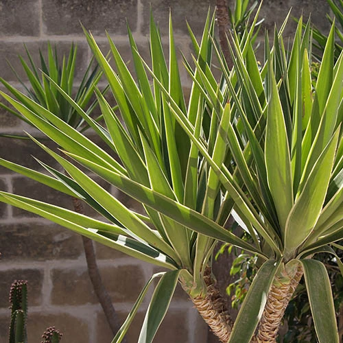 Yucca 2 Stem 45/20cm In 17cm Pot 70cm Tall 4 Yucca 2 Stem 45/20cm In 17cm Pot 70cm Tall - Image 4