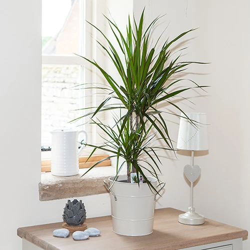 Dracaena Marginata 1 Dracaena Marginata