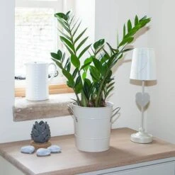 Zamioculcas Zamiifolia 'ZZ Plant'