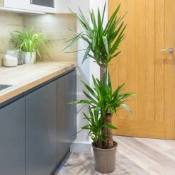 Yucca Elephantipes -You Garden 800109 2