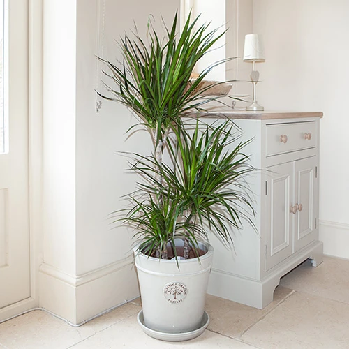 Dracaena Marginata 3 Stem 1 Dracaena Marginata 3 Stem