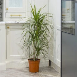 Dracaena Marginata 3 Stem 4 Dracaena Marginata 3 Stem -You Garden 800110 1