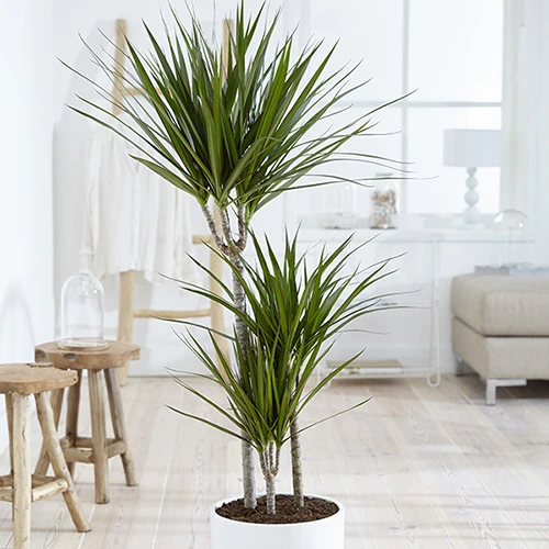 Dracaena Marginata 3 Stem 3 Dracaena Marginata 3 Stem - Image 3
