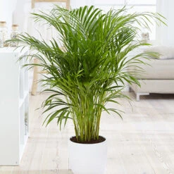 Areca Palm (Dypsis Lutescens) -You Garden 800111 3