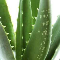 Aloe Vera -You Garden 800113 2