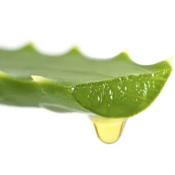 Aloe Vera -You Garden 800113 3