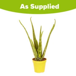 Aloe Vera -You Garden 800113 4