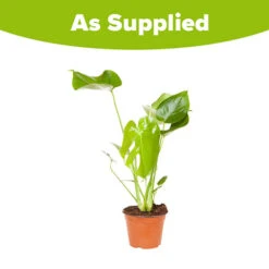 'Swiss Cheese Plant' Monstera Deliciosa 5 'Swiss Cheese Plant' Monstera Deliciosa -You Garden 800126 2