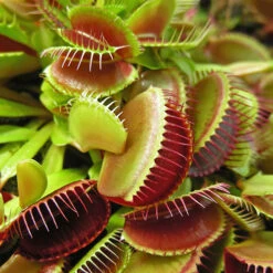 Venus Fly Trap -You Garden 800155 2