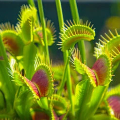 Venus Fly Trap -You Garden 800155 3