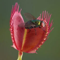 Venus Fly Trap -You Garden 800155 4