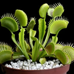 Venus Fly Trap -You Garden 800155 5