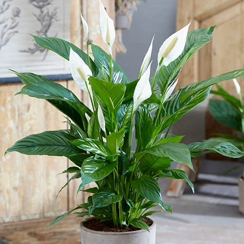 Peace Lily Spathiphyllum 'Sweet Silver' 2 Peace Lily Spathiphyllum 'Sweet Silver' - Image 2