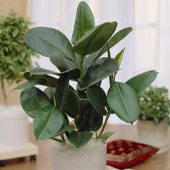 Houseplant Mix 3 Plants -You Garden 800196 4