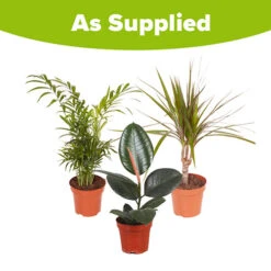Houseplant Mix 3 Plants -You Garden 800196 5