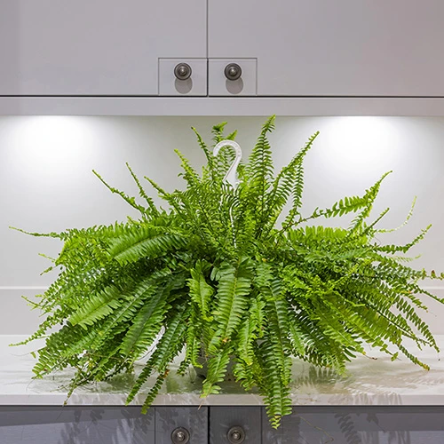 Nephrolepis Exaltata 'Sonata' (Boston Fern) 2 Nephrolepis Exaltata 'Sonata' (Boston Fern) - Image 2