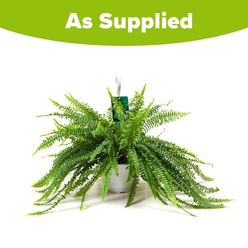 Nephrolepis Exaltata 'Sonata' (Boston Fern) 3 Nephrolepis Exaltata 'Sonata' (Boston Fern) - Image 3