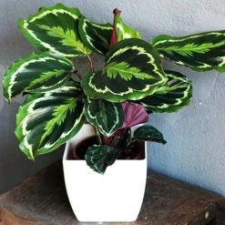 Prayer Plant Calathea 'Medallion' 5 Prayer Plant Calathea 'Medallion' -You Garden 800212 2