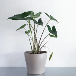 Alocasia Zebrina