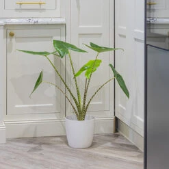 Alocasia Zebrina -You Garden 800237 2