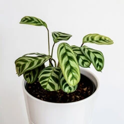 Ctenanthe Burle-marxii -You Garden 800244 2