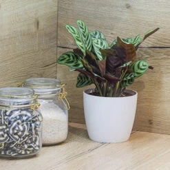 Ctenanthe Burle-marxii -You Garden 800244 3