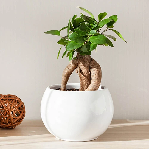 Ficus Microcarpa Ginseng 1 Ficus Microcarpa Ginseng
